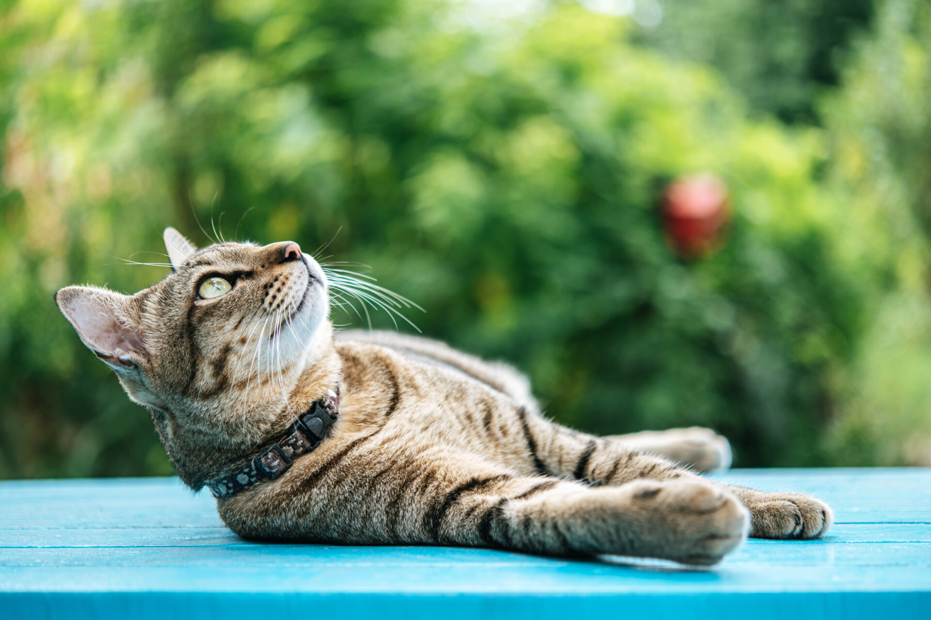 Gato rajado deitado em piso azul, olhando para cima